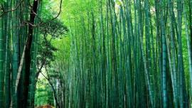 bamboo1